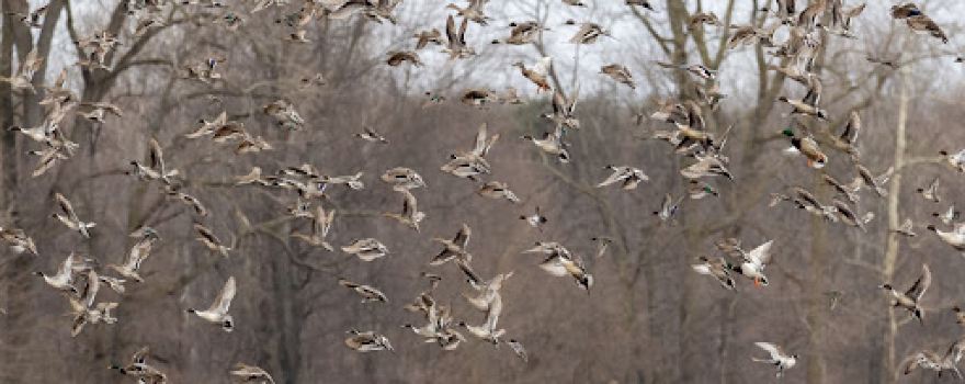 Kitty Todd Nature Preserve - Sandhill Crane Wetlands