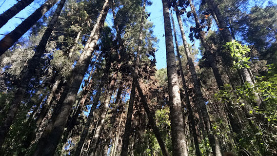 Temascaltepec