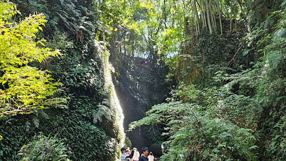 伊尾木洞のシダ群落