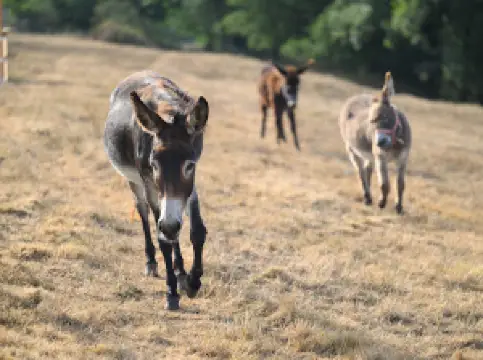La ferme du petit âge