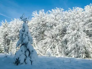 Uzhanskyi National Park