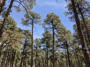Black Jack Campground