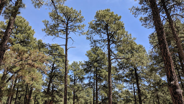 Black Jack Campground