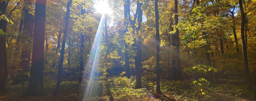 The Big Woods Preserve