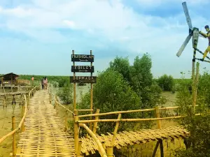 MANGROVE FOREST TOUR