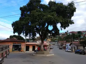Árvore da Fundação da Cidade