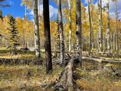 Slaughterhouse Trail Head