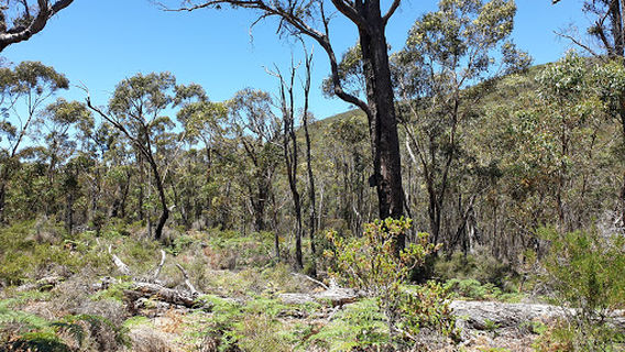 Red Gum Springs