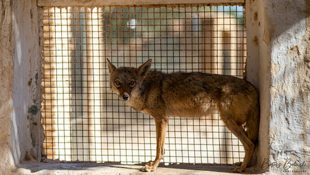 Desert Zoo Si Tijani Bejghil