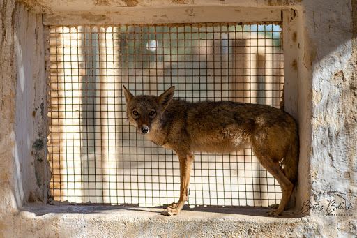 Desert Zoo Si Tijani Bejghil