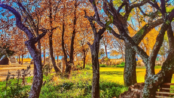 TangleWood Nature Estate