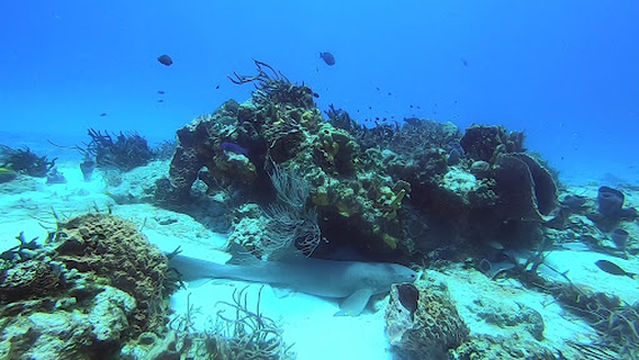 Barefoot Dive Center Cozumel