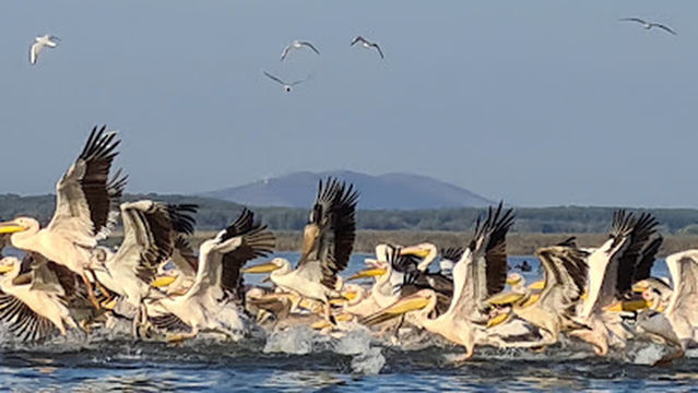 Camping Lac Murighiol