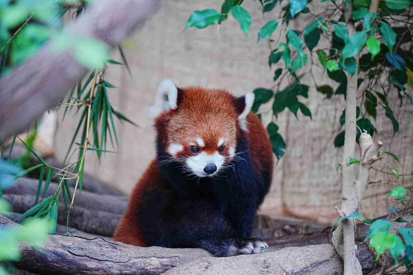 Ocean Park Hong Kong