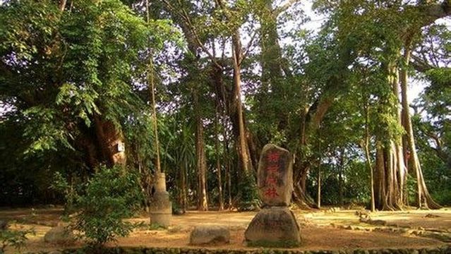 King of Banyan Trees