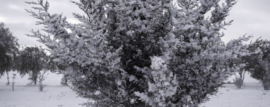 Prairie ( elmerdja ) المرجة