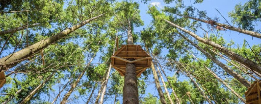 Tunnel Tree Tops Ltd Charmouth