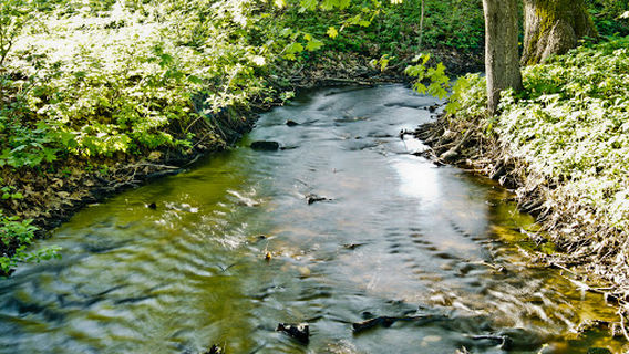Canoeing on the Roztocze "Asclepius" in Zwierzyniec
