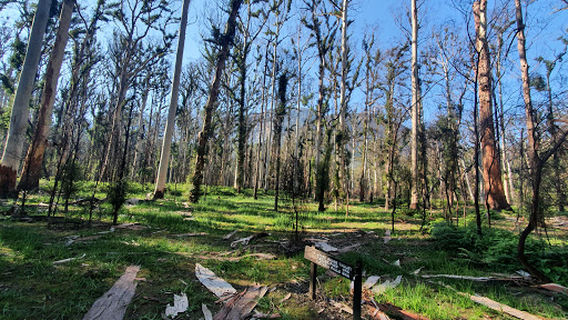 Blue Gum Forest