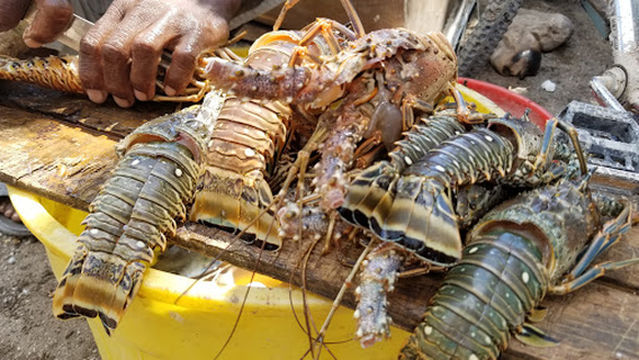 Old Harbour Bay Fishing Village