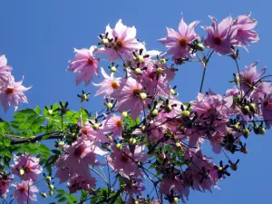 National Botanical Garden