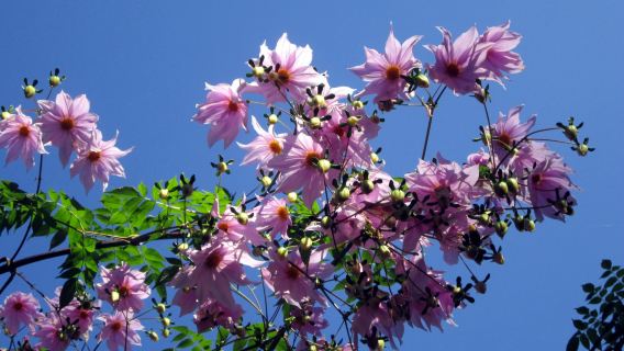 National Botanical Garden