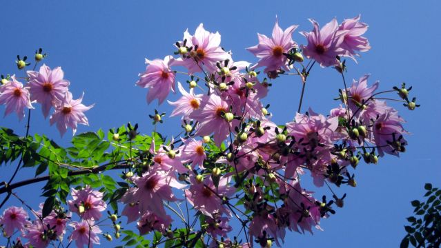 National Botanical Garden