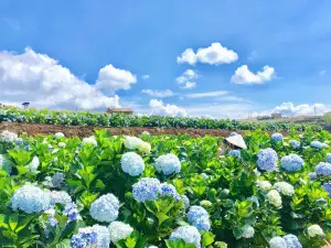 Garden hydrangeas