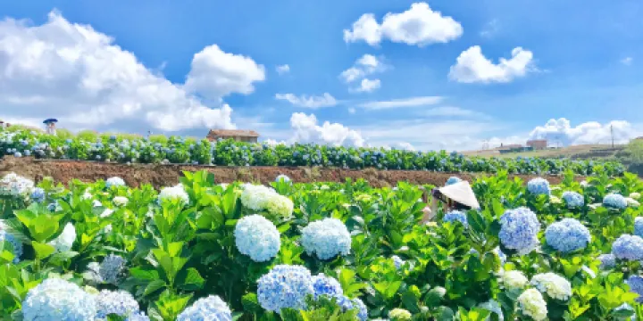 Hydrangea Field