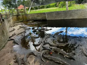 Miri Crocodile Farm Wildlife Mini Zoo