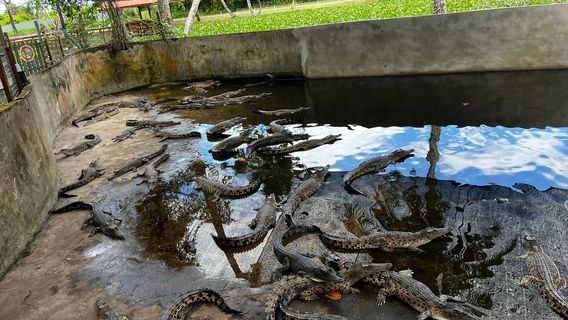 Miri Crocodile Farm Wildlife Mini Zoo