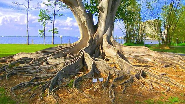 Edison Park Historic District