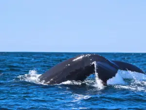 Station de Recherche des Iles Mingan, Inc - Mingan Island Cetacean Study, Inc. (MICS)