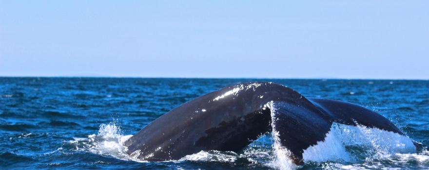 Station de Recherche des Iles Mingan, Inc - Mingan Island Cetacean Study, Inc. (MICS)