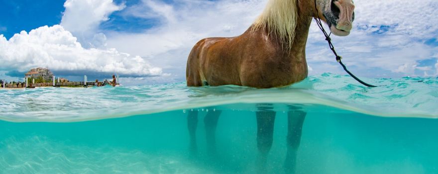 Provo Ponies