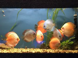The Aquarium of Constanța