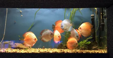 The Aquarium of Constanța