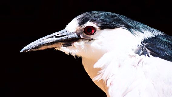 Merced's Applegate Park Zoo