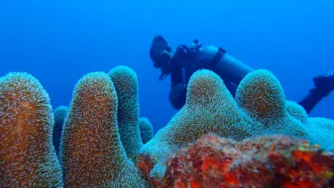 Corn Island Dive Center