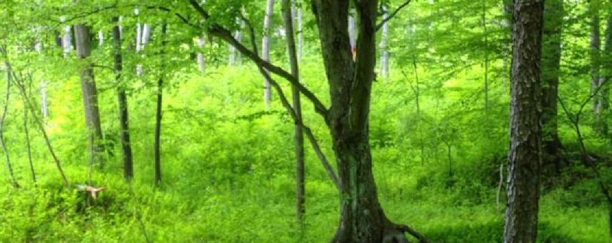 The Clarion/Little Toby Creek Trail