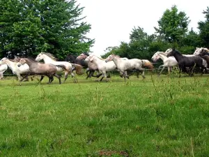 National Lipizzan Stud Farm ĐAKOVO MS