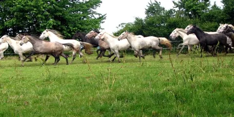 State Stud Farms Djakovo