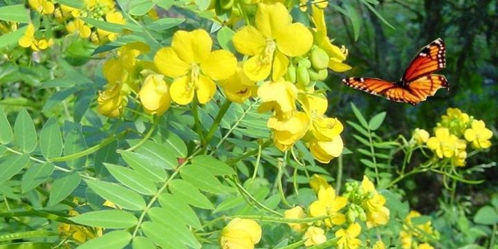 Sarasota Garden Club