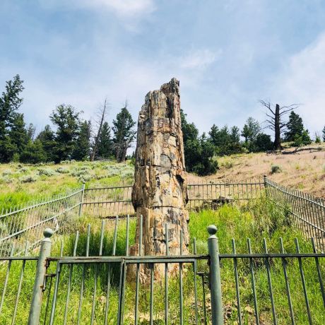 Petrified Tree