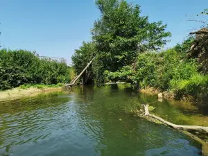 Jungle Canoe