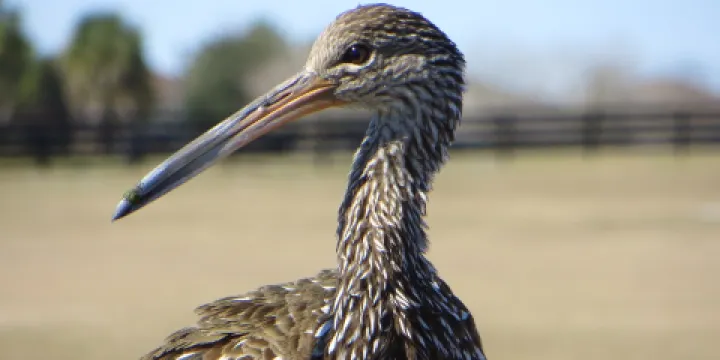 Sharon Rose Wiechens Preserve