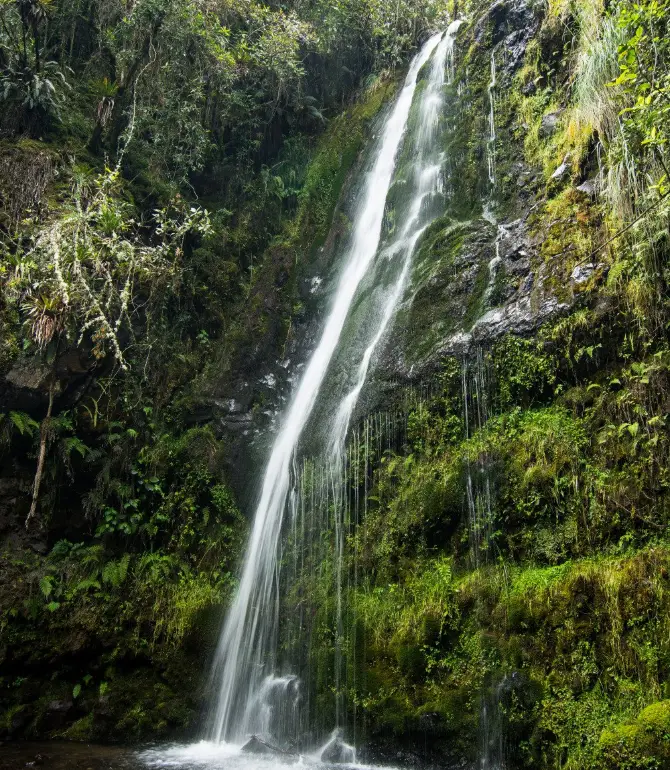 Paquiestancia