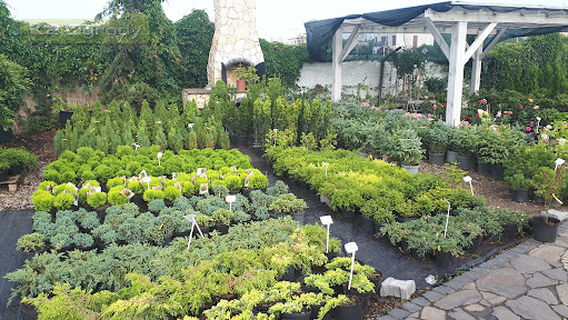 K2 Trading Company Gardens