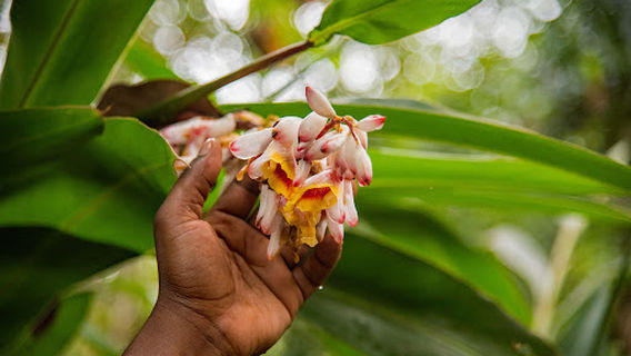 Hakuna Matata Spice Farm