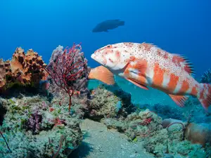 Yongala Dive